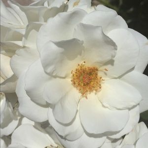 Meet your Posher, Dee